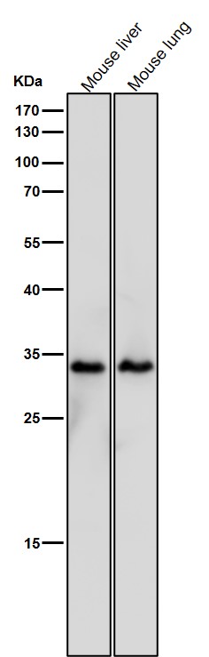 ARPC2 Ab