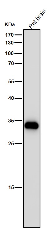 ARPC2 Ab