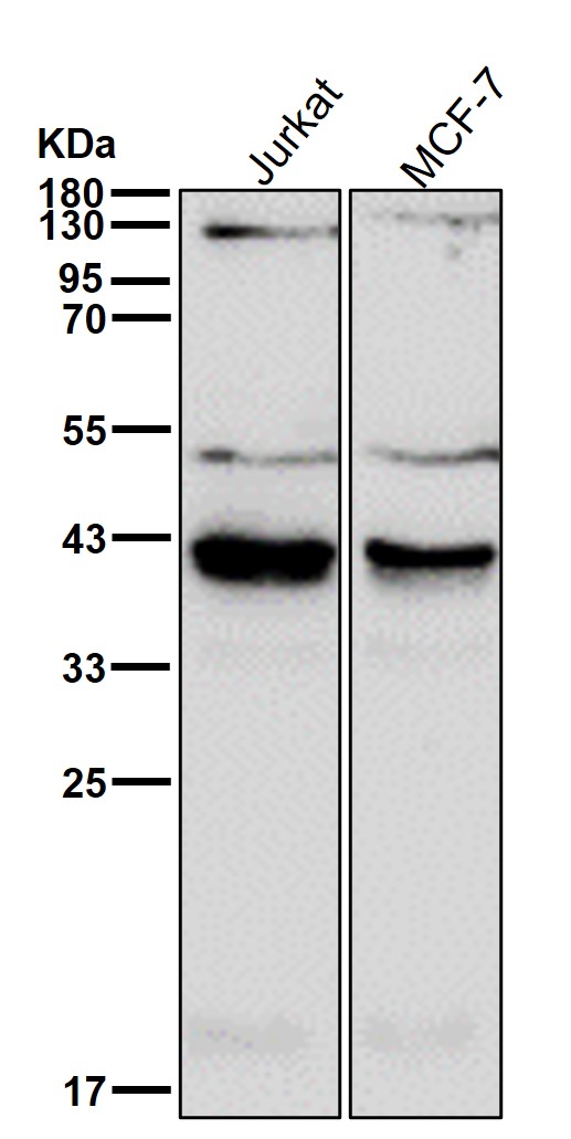 ACAT2 Ab