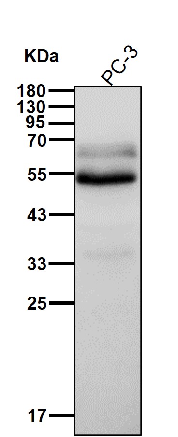 SLC45A3 Ab