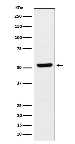 ZPR1 Ab