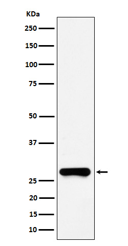 Glutathione S transferase omega 1 Ab