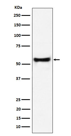 PDCD7 Ab