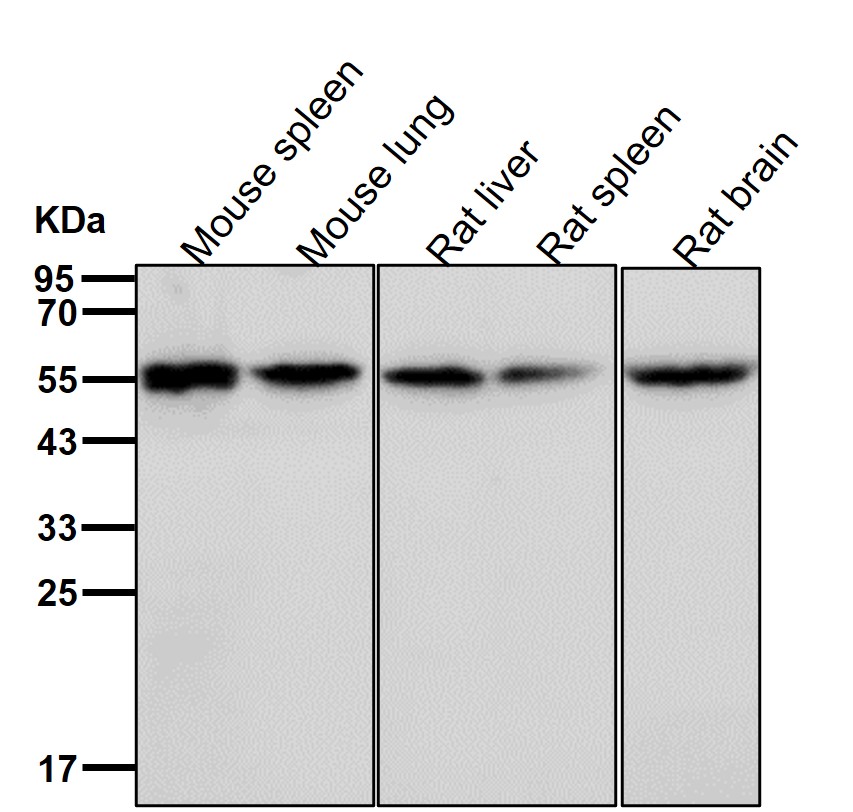 PDCD7 Ab