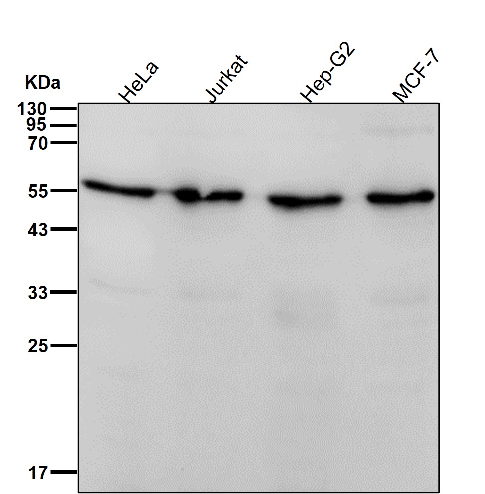 PDCD7 Ab