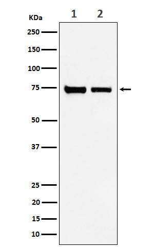 CPSF73 Ab