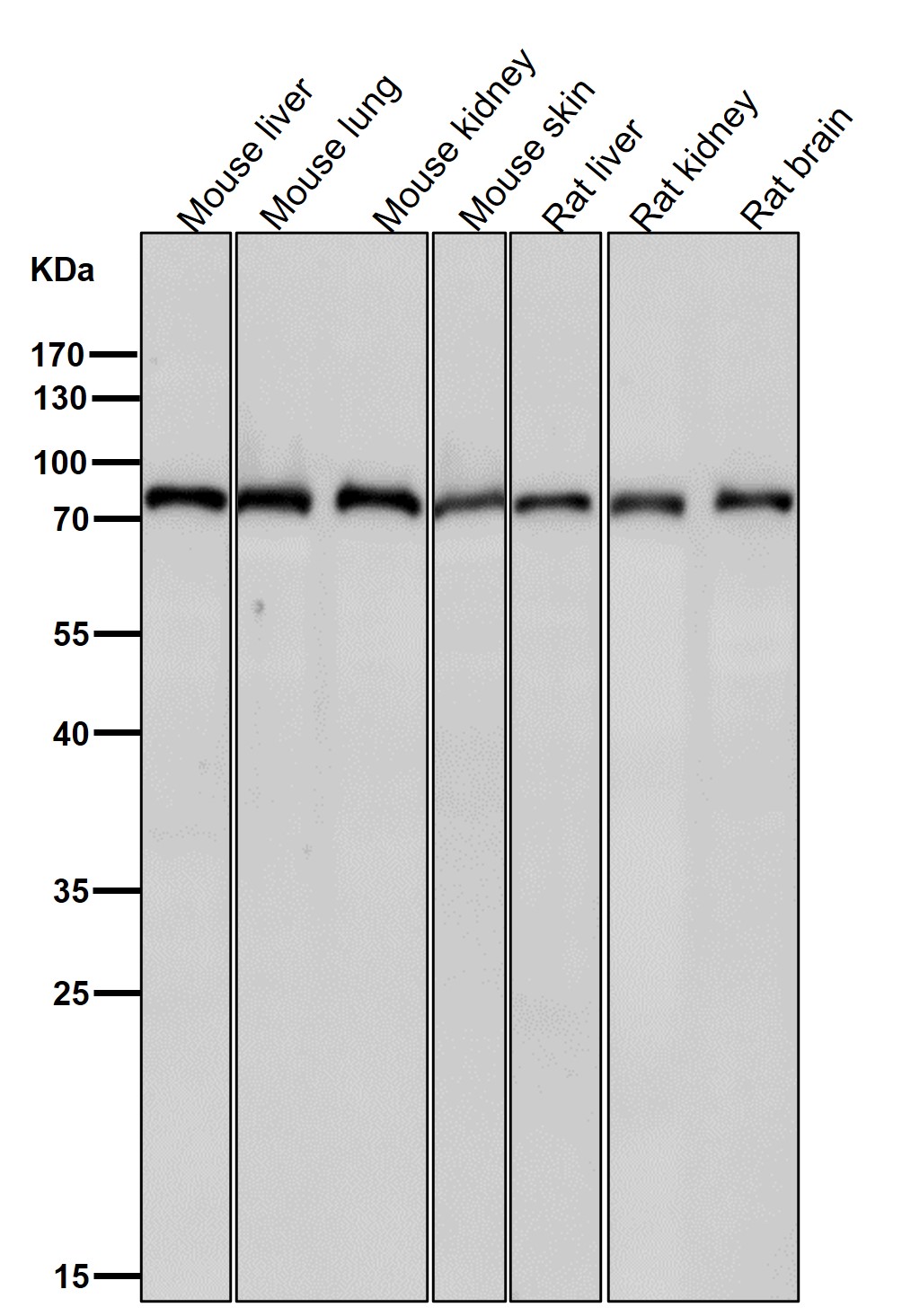 CPSF73 Ab