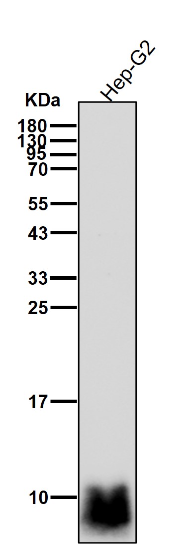 COX 6B1 Ab