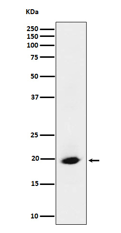 SRP19 Ab