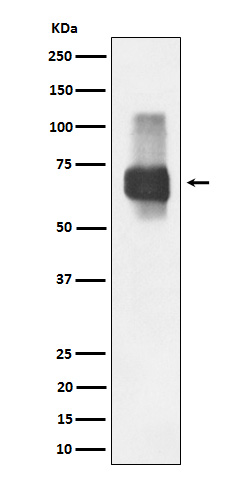 CD84 Ab