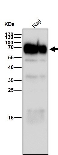 CD84 Ab