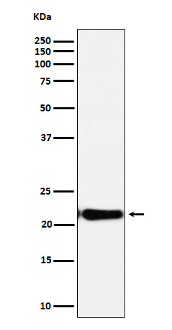 c Myc responsive protein RCL Ab