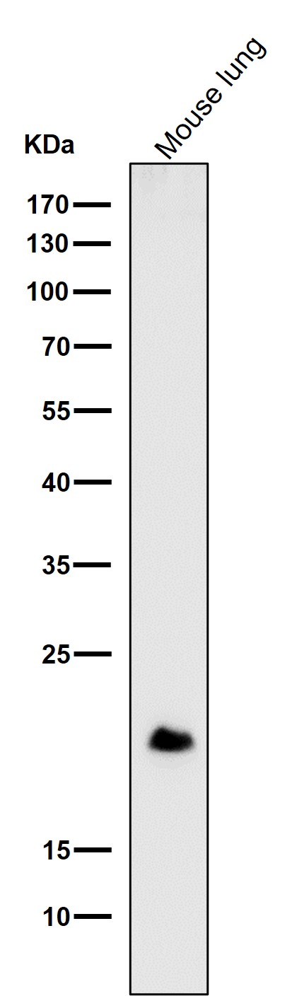 c Myc responsive protein RCL Ab