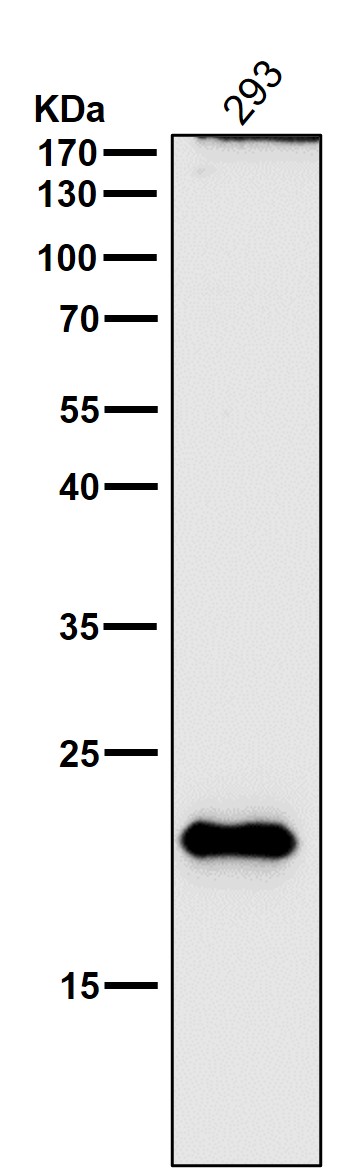 c Myc responsive protein RCL Ab