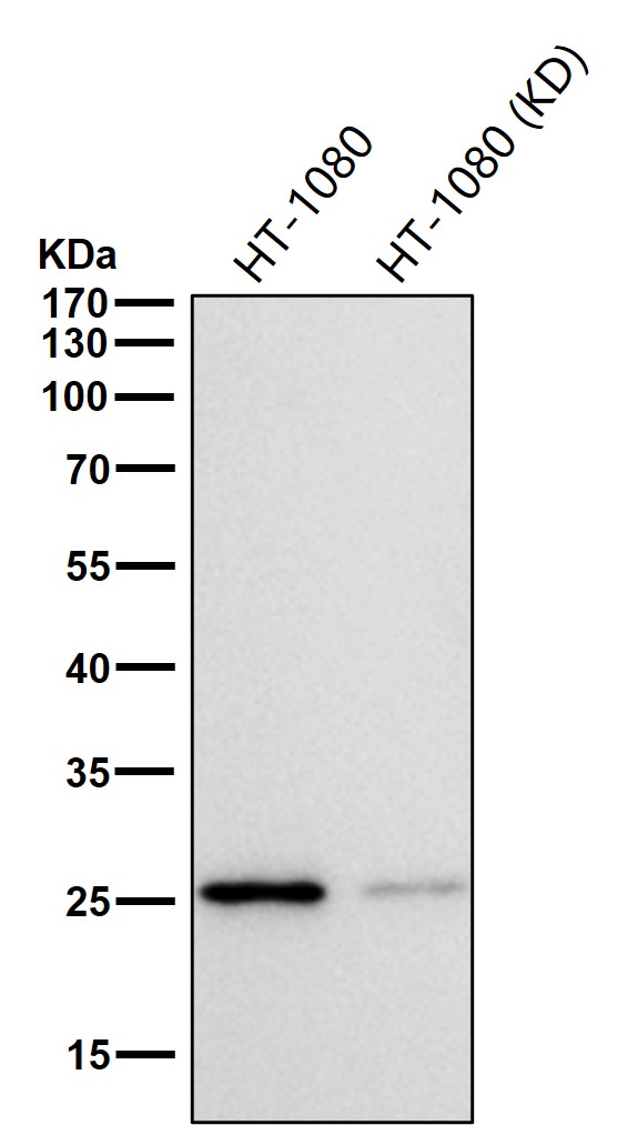 Adenylate kinase 4 Ab