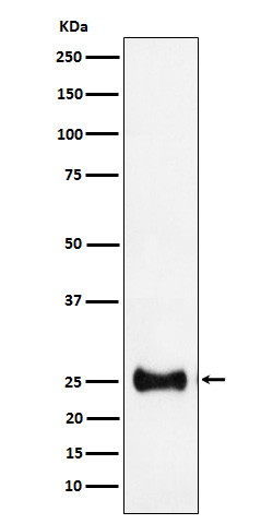 Adenylate kinase 4 Ab