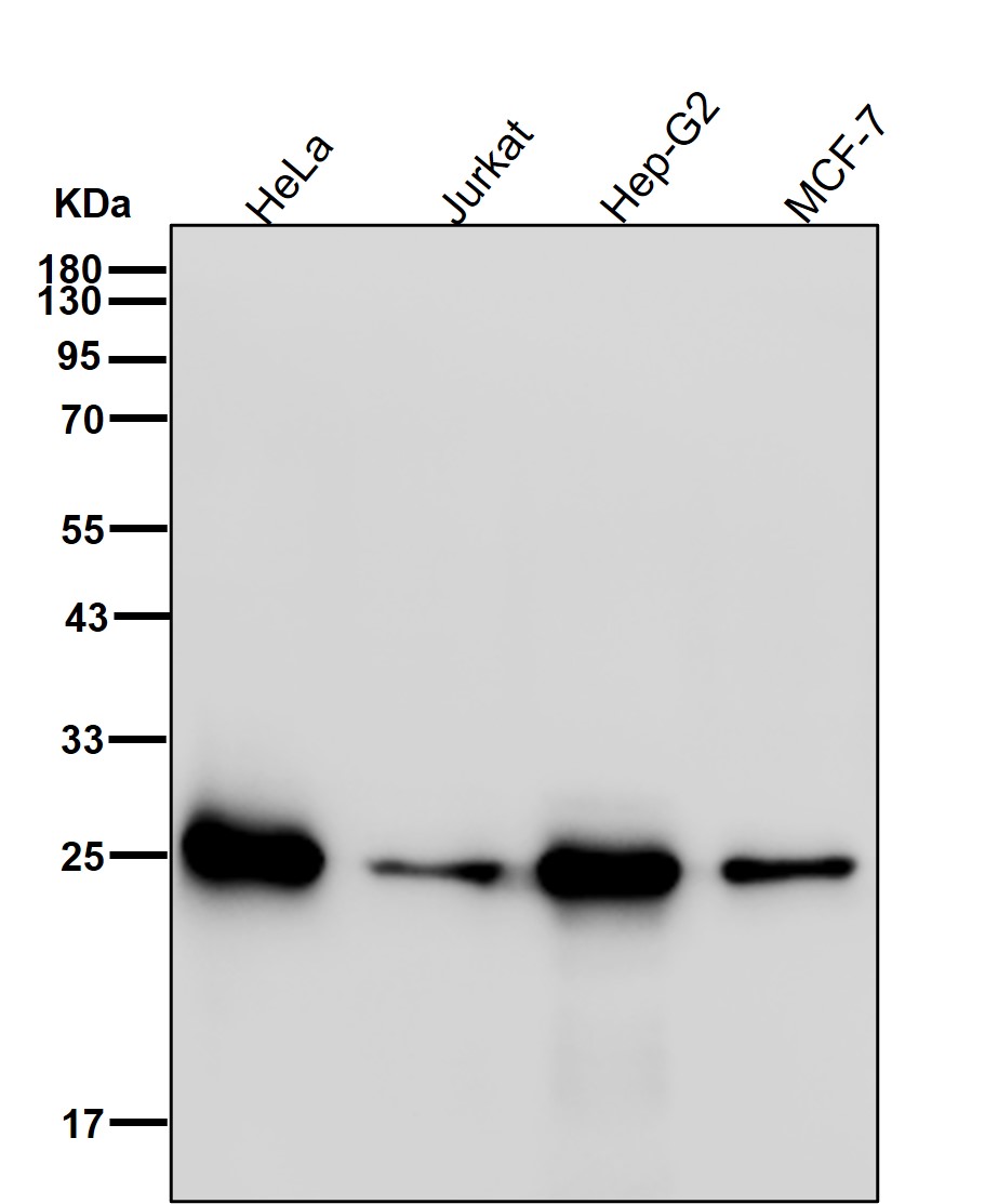 Adenylate kinase 4 Ab