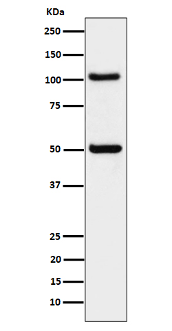 ORP1 Ab