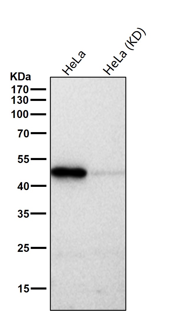 CLP1 Ab