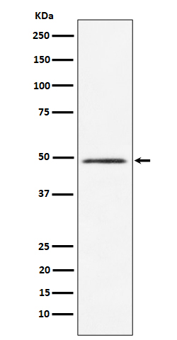 CLP1 Ab