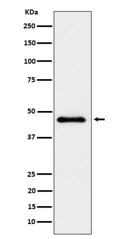 Elongator complex protein 4 Ab