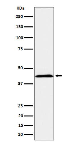 NK p44 Ab