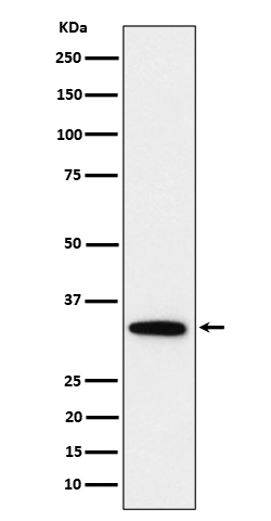 PPP6C Ab