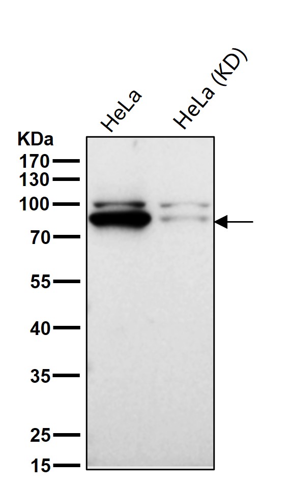 Putative lipid scramblase CLPTM1 Ab