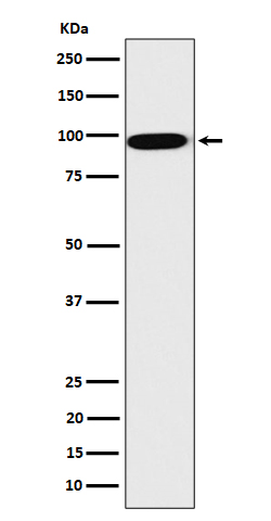 Putative lipid scramblase CLPTM1 Ab