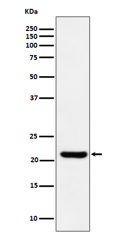 ITPase Ab