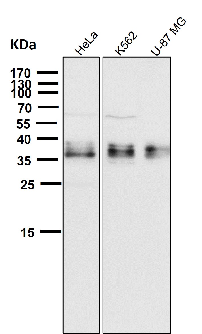 gamma Glutamyl hydrolase Ab