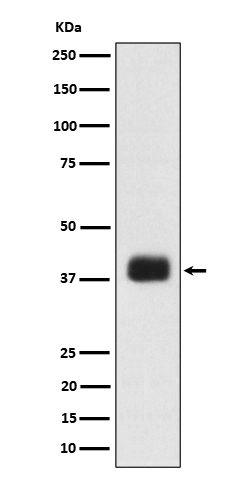 SRSF6 Ab