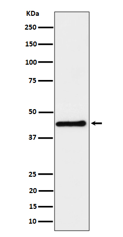 DPF2 Ab