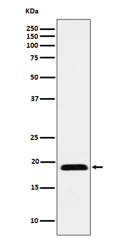 Myosin light chain 12B Ab