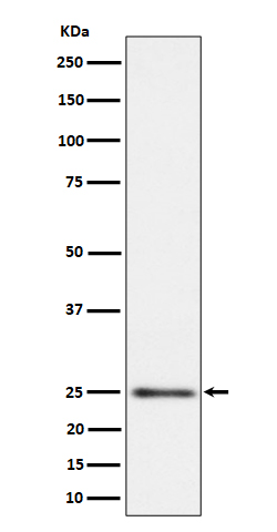 MRPS15 Ab