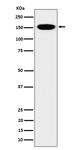 Condensin complex subunit 1 Ab