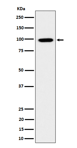 ARHGAP26 Ab