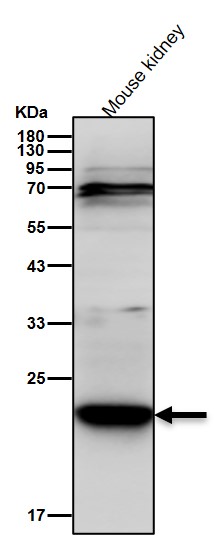 Acetyl-SOD2 (K68) Ab