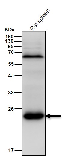 Acetyl-SOD2 (K68) Ab