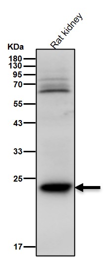 Acetyl-SOD2 (K68) Ab