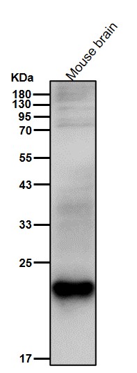 Acetyl-SOD2 (K68) Ab