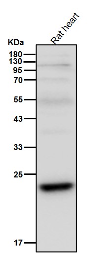 Acetyl-SOD2 (K68) Ab