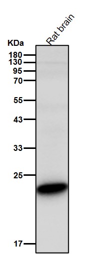 Acetyl-SOD2 (K68) Ab