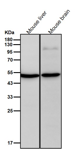 TBXA2R Ab