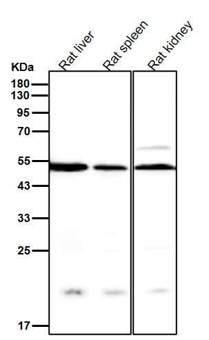 TBXA2R Ab