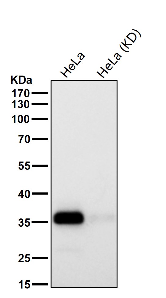 Syntaxin 16 Ab