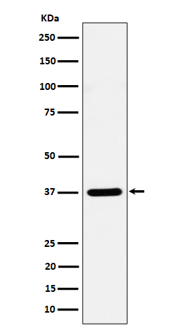 Syntaxin 16 Ab