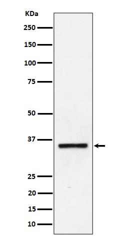 Kallikrein 8 Ab