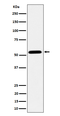 ENPP5 Ab