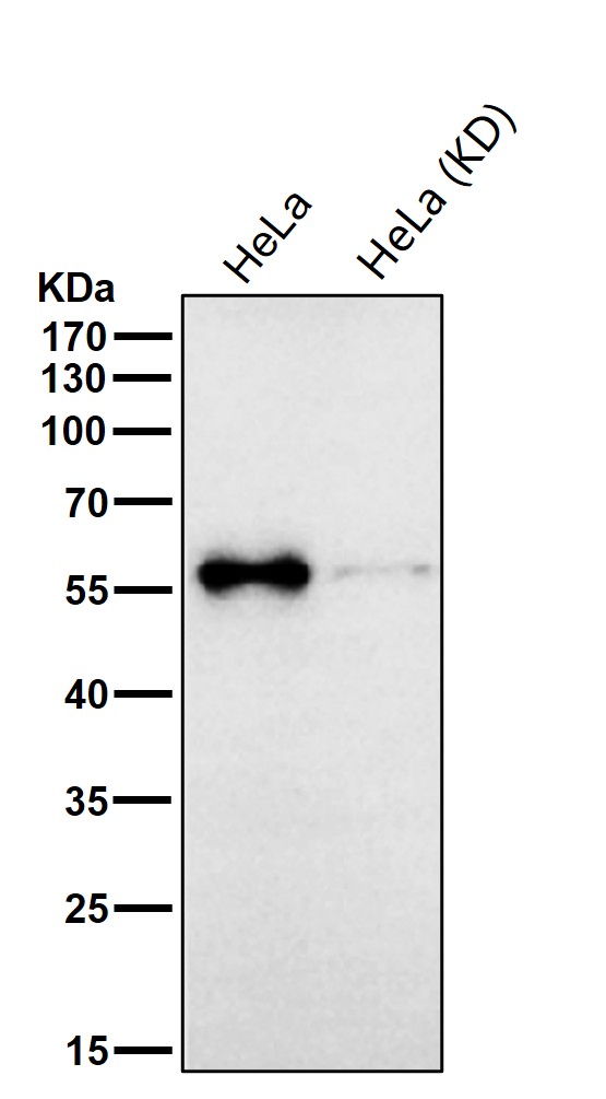 Target of EGR1 protein 1 Ab